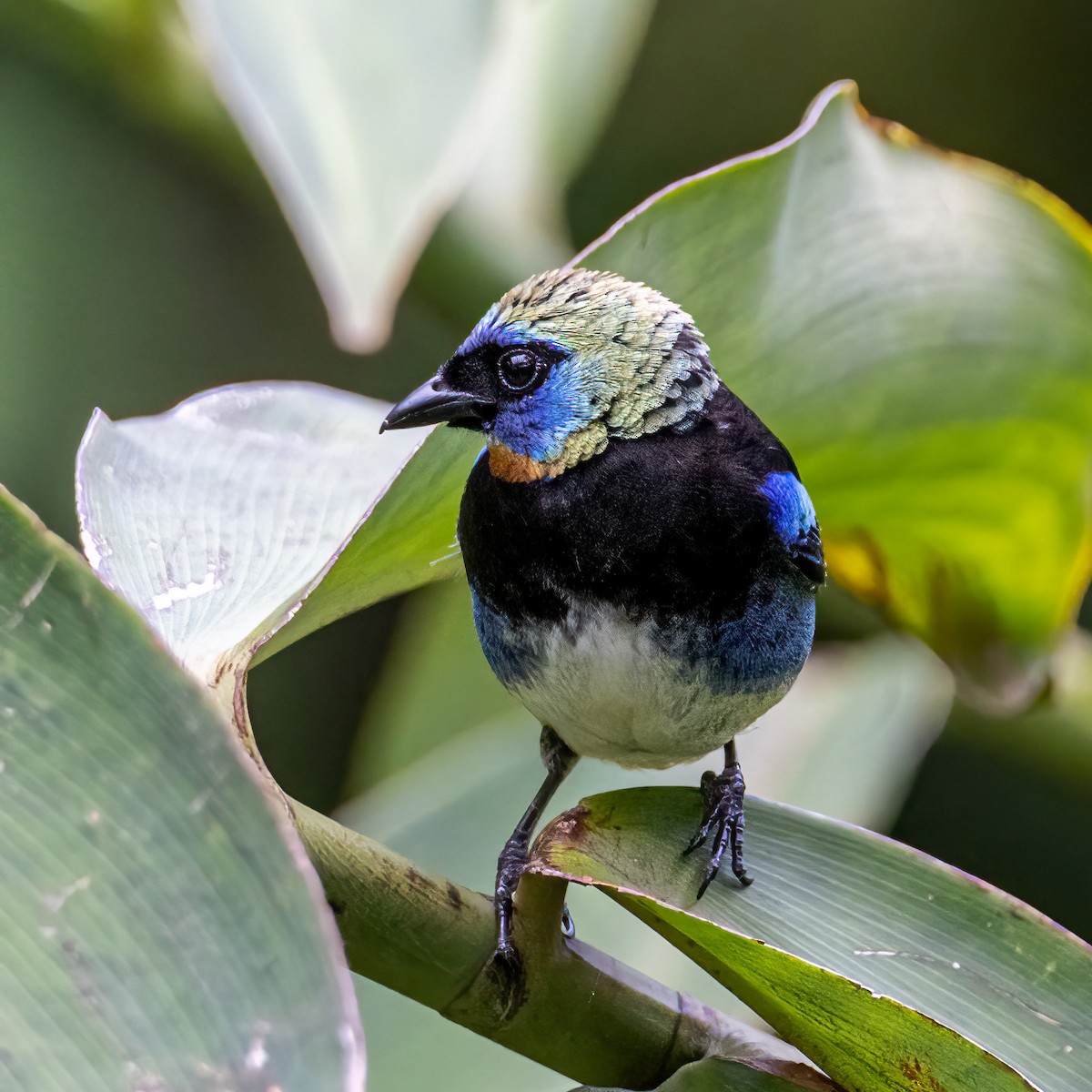Golden-hooded Tanager - ML638277590