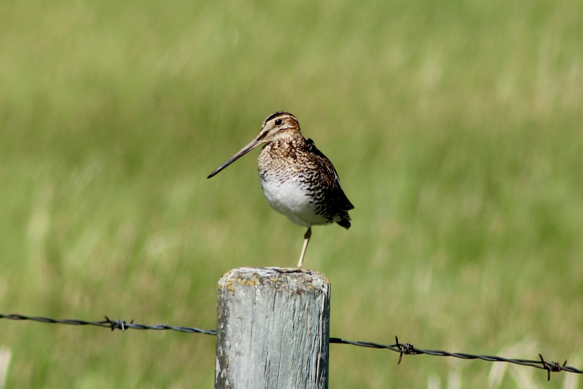 Wilson's Snipe - ML638277602