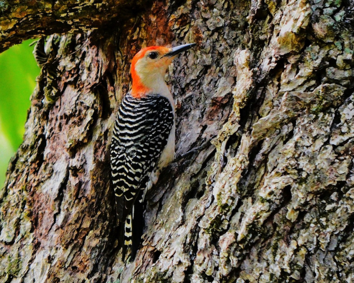 Red-bellied Woodpecker - ML638277612
