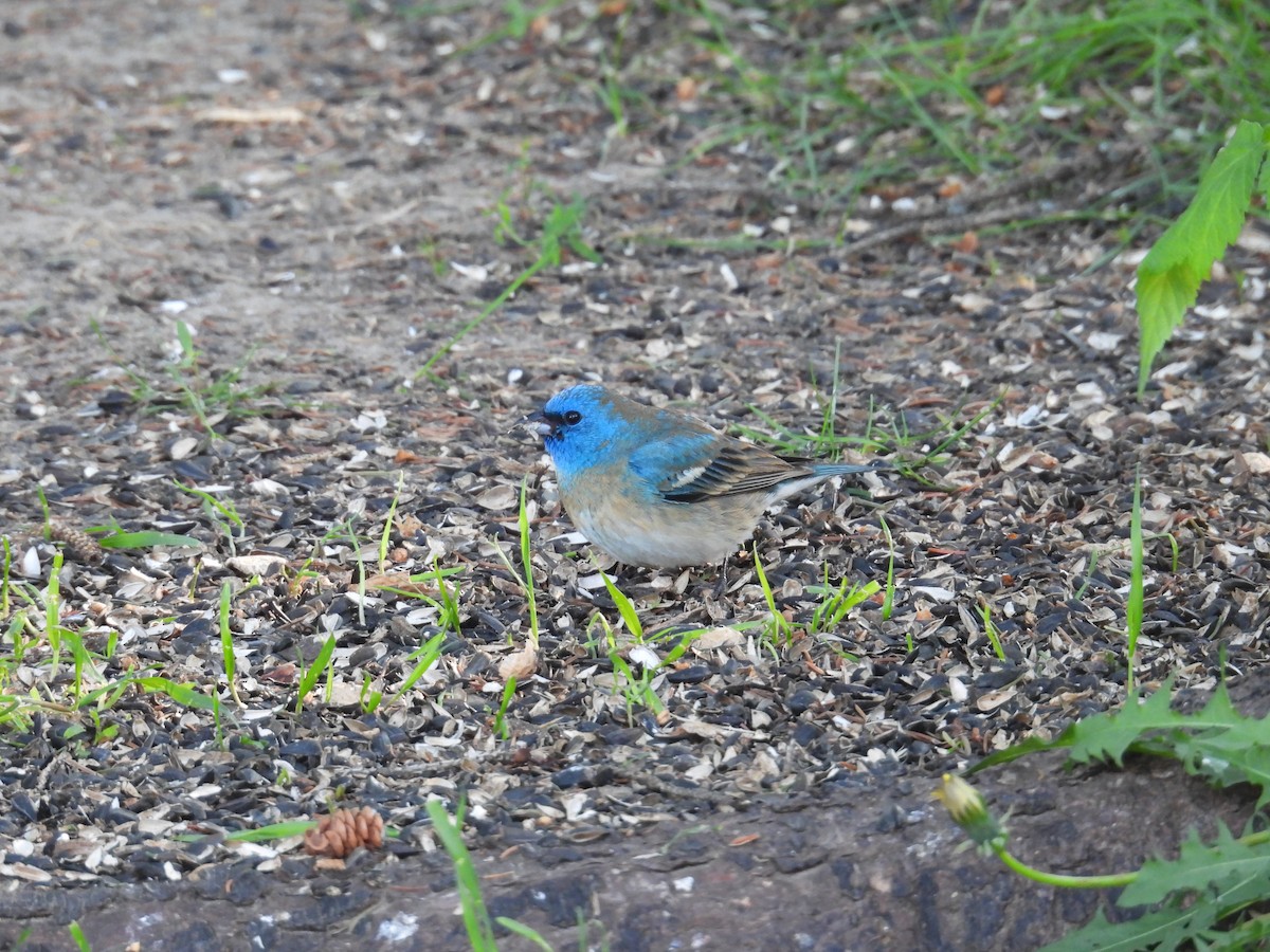 Lazuli Bunting - ML638277617
