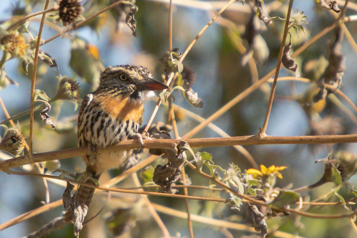 Spot-backed Puffbird - ML638277618