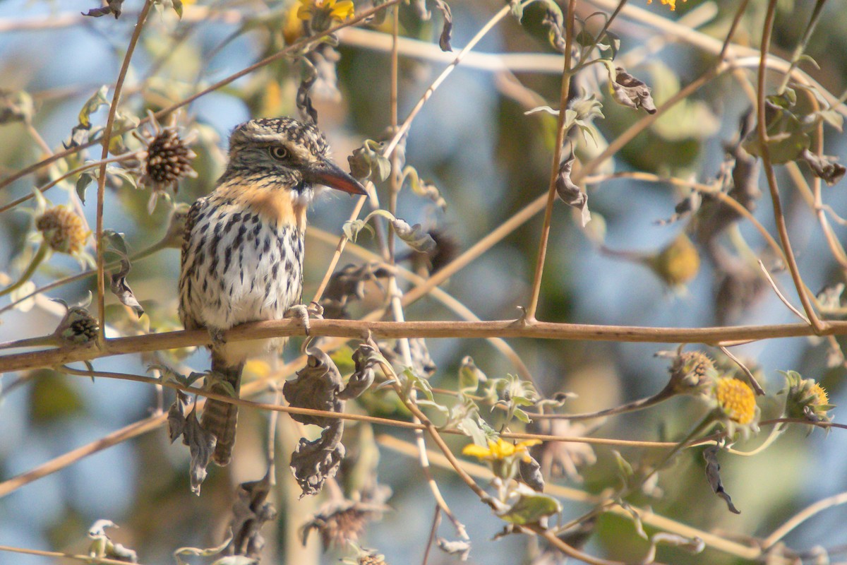 Spot-backed Puffbird - ML638277619