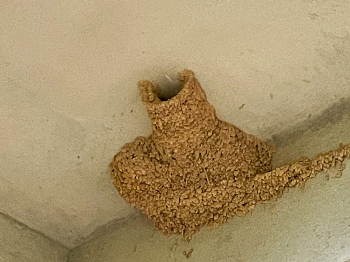 Eastern Red-rumped Swallow - ML638277620