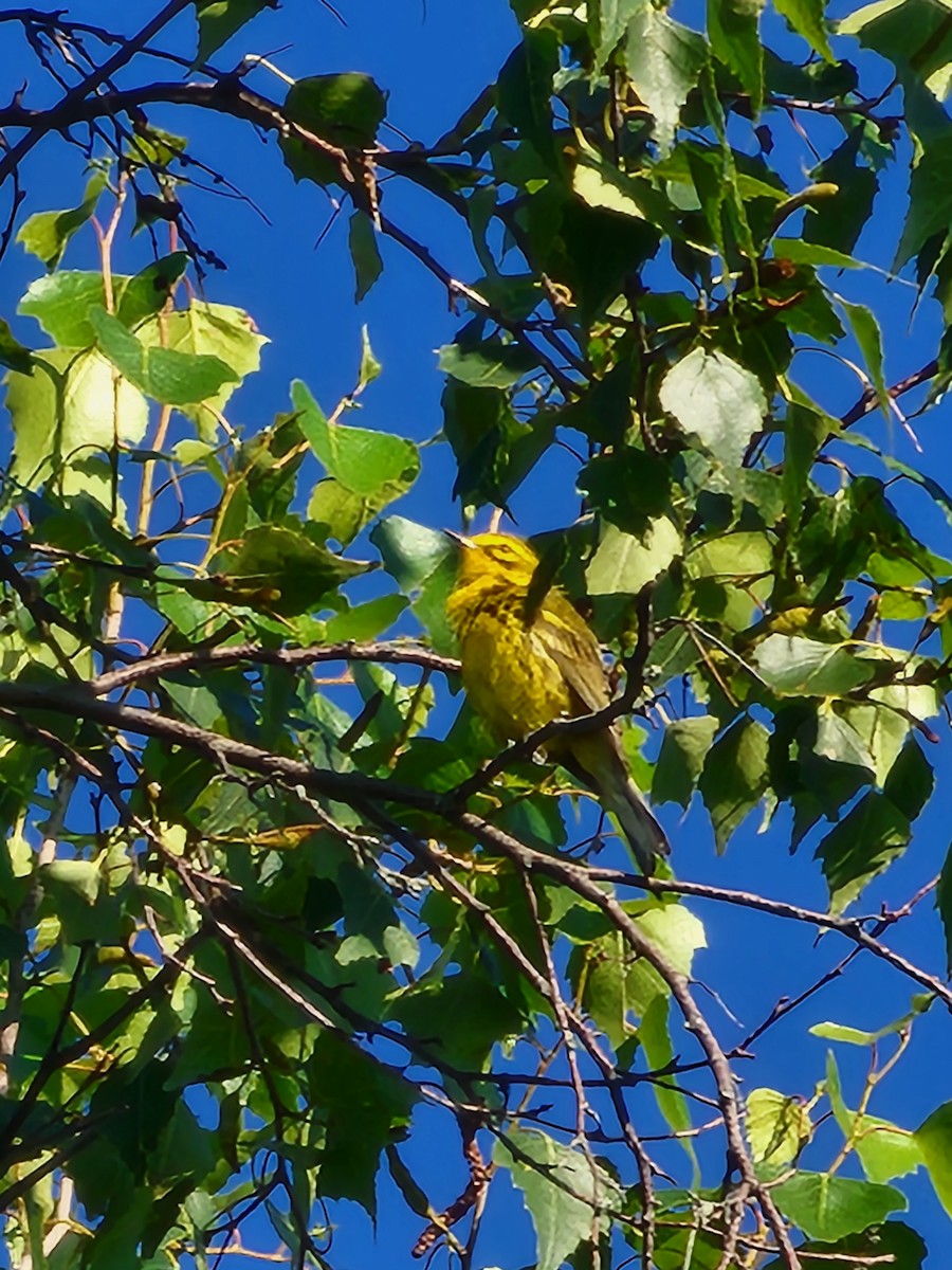 Prairie Warbler - ML638277626