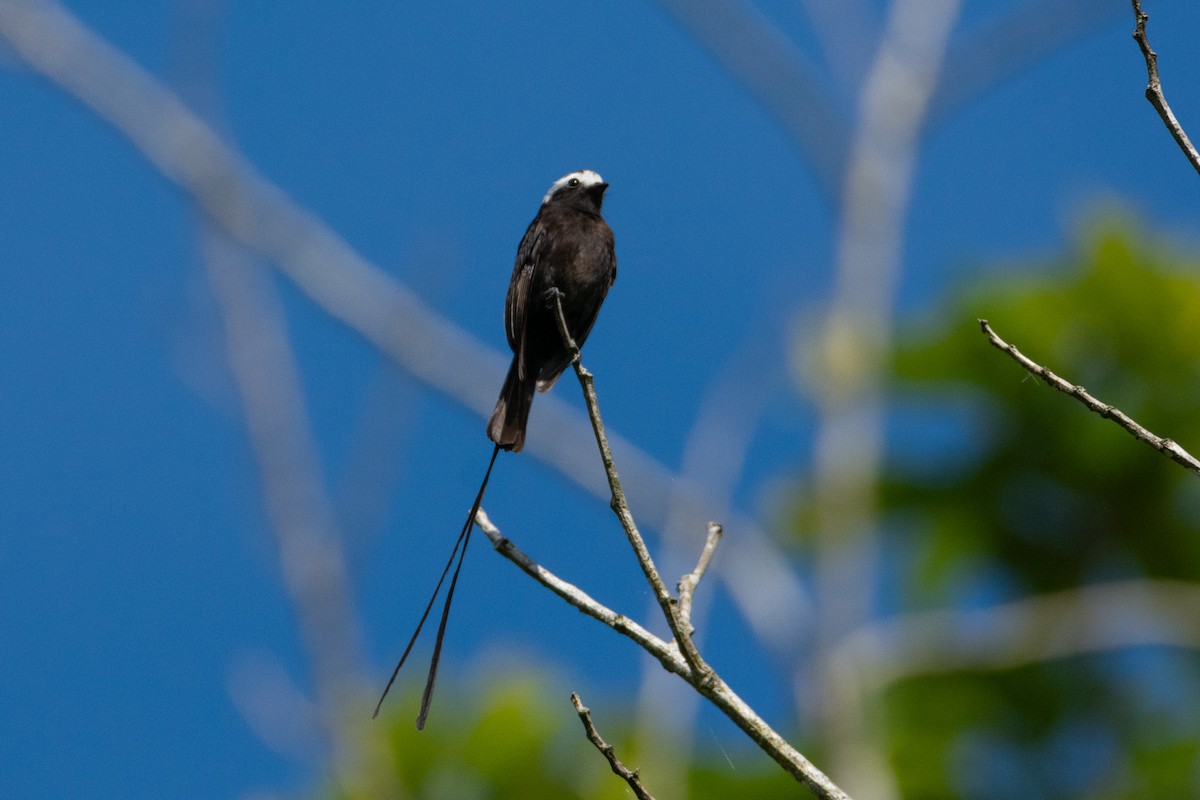 Long-tailed Tyrant - ML638277631