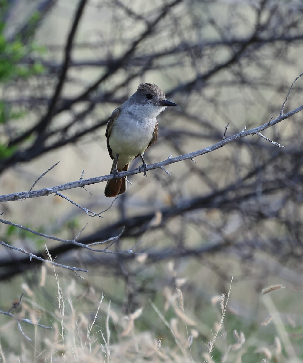 Ash-throated Flycatcher - ML638277635