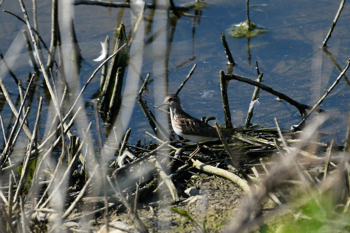 Least Sandpiper - ML638277637