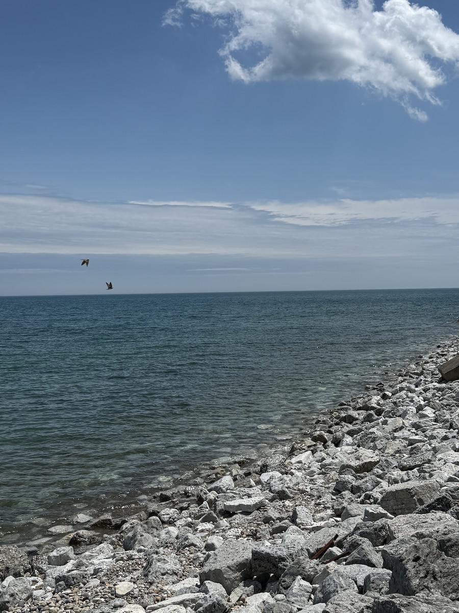 Uhalde-enara - ML638277642
