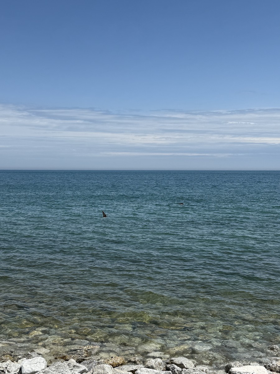 Uhalde-enara - ML638277643