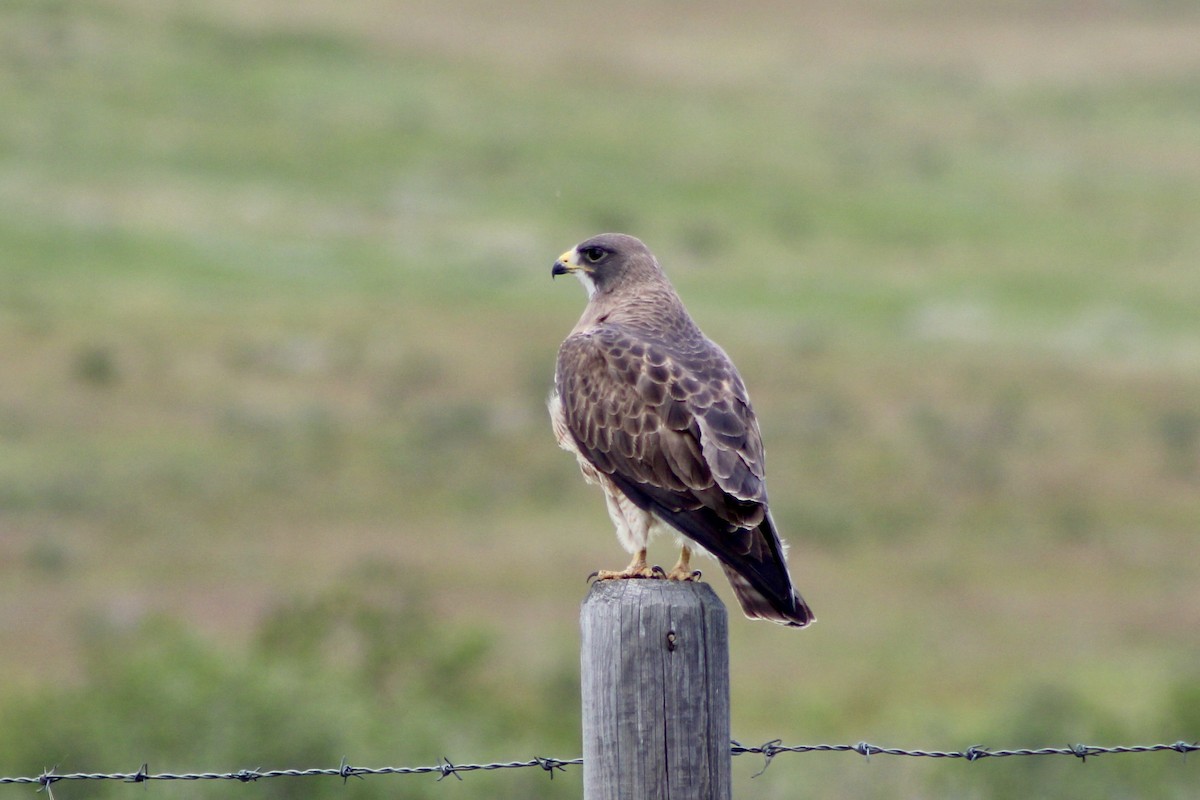 Swainson's Hawk - ML638277645