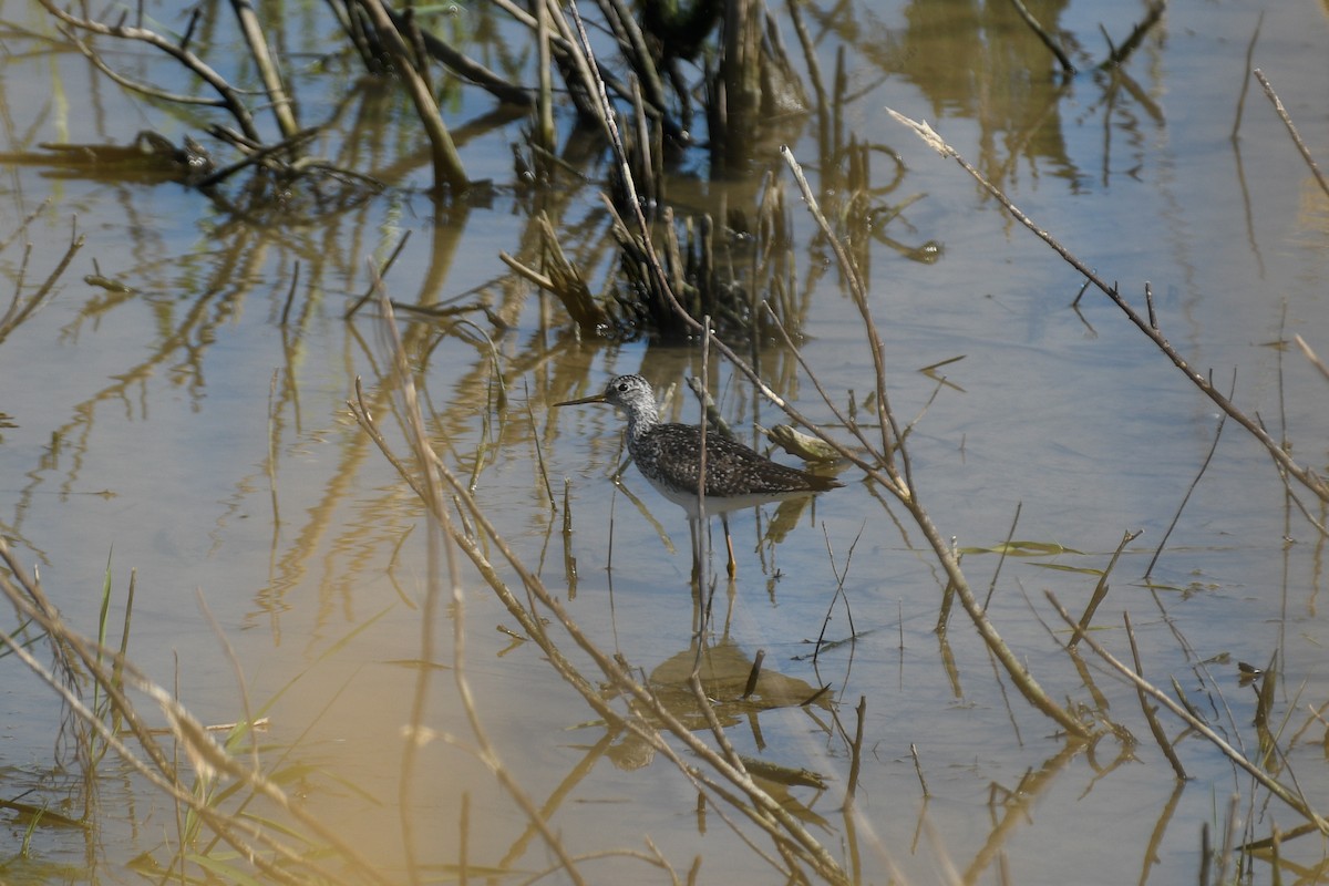 Lesser Yellowlegs - ML638277647