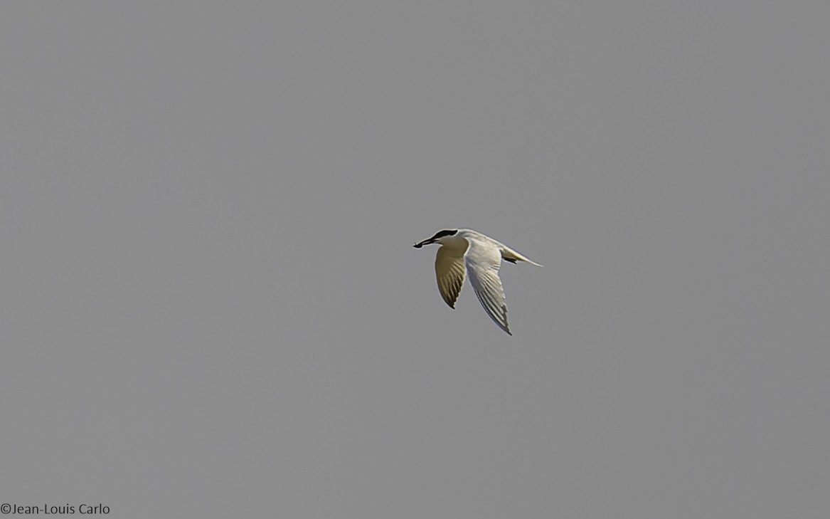 Gull-billed Tern - ML638277667