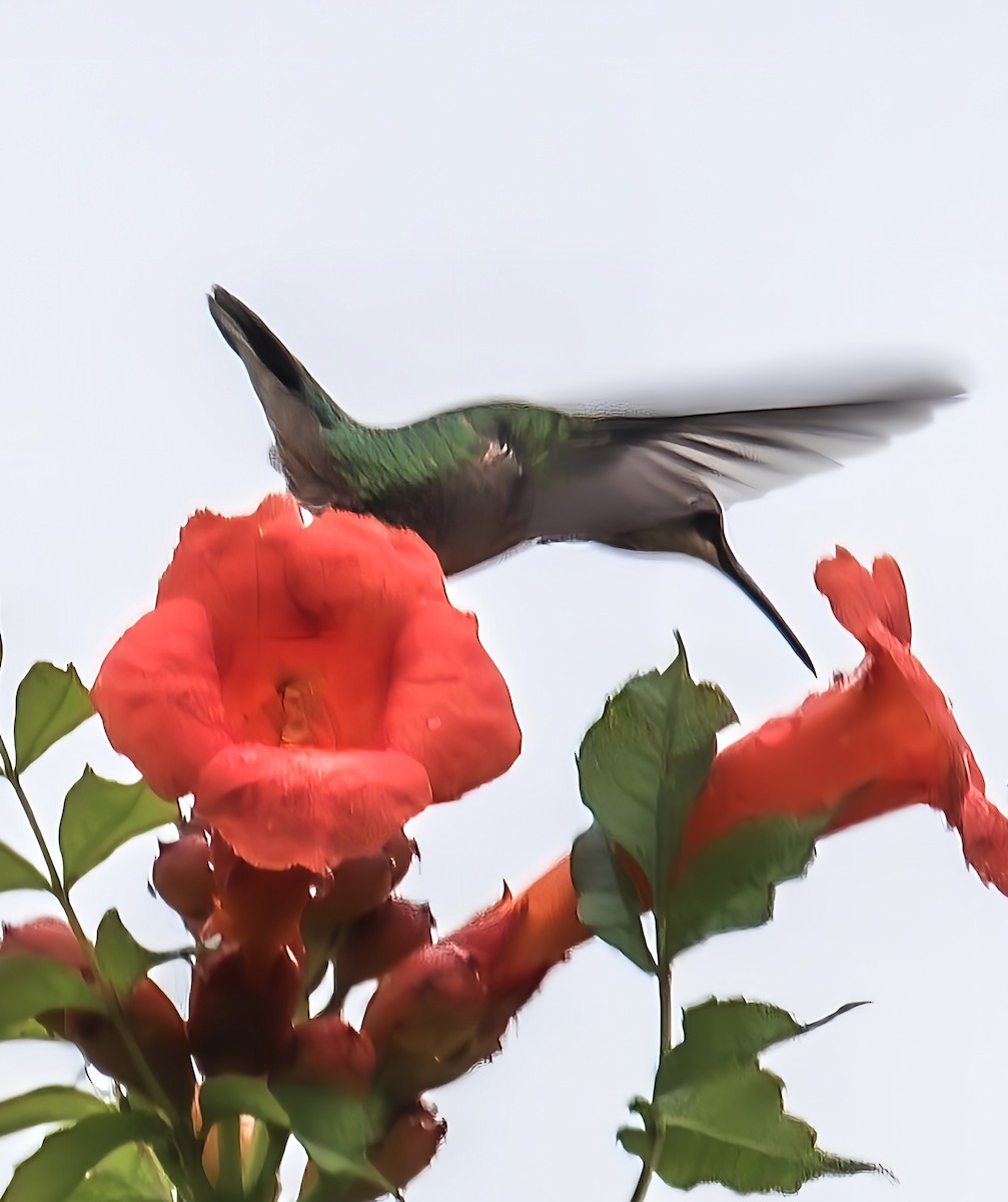 Ruby-throated Hummingbird - ML638277670