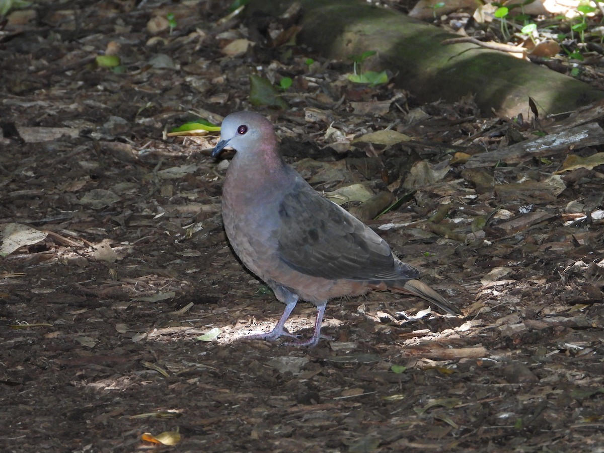 Lemon Dove (Lemon) - ML638277687