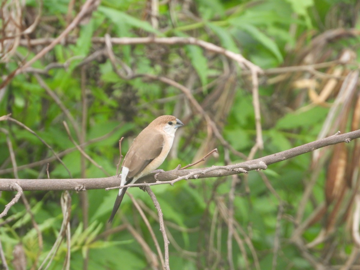 Indian Silverbill - ML638277689