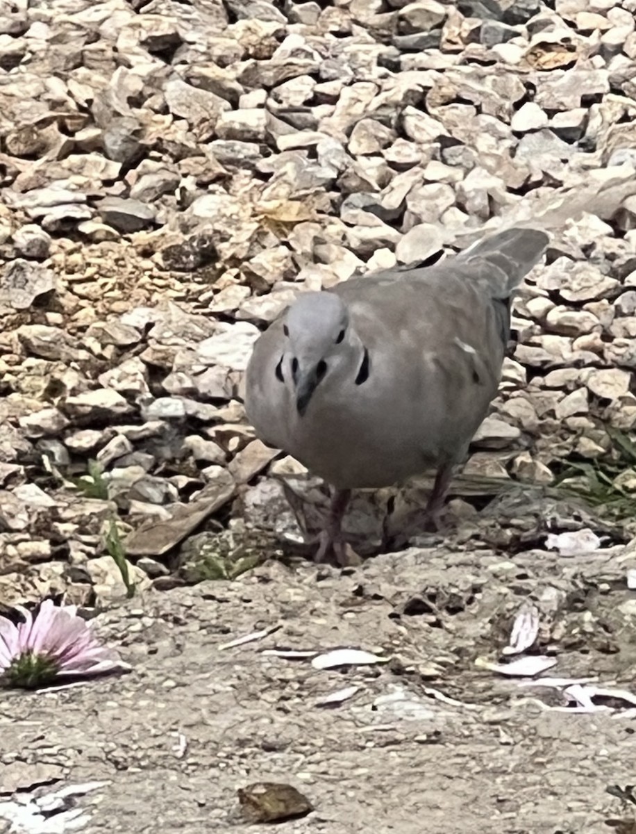 Eurasian Collared-Dove - ML638277701