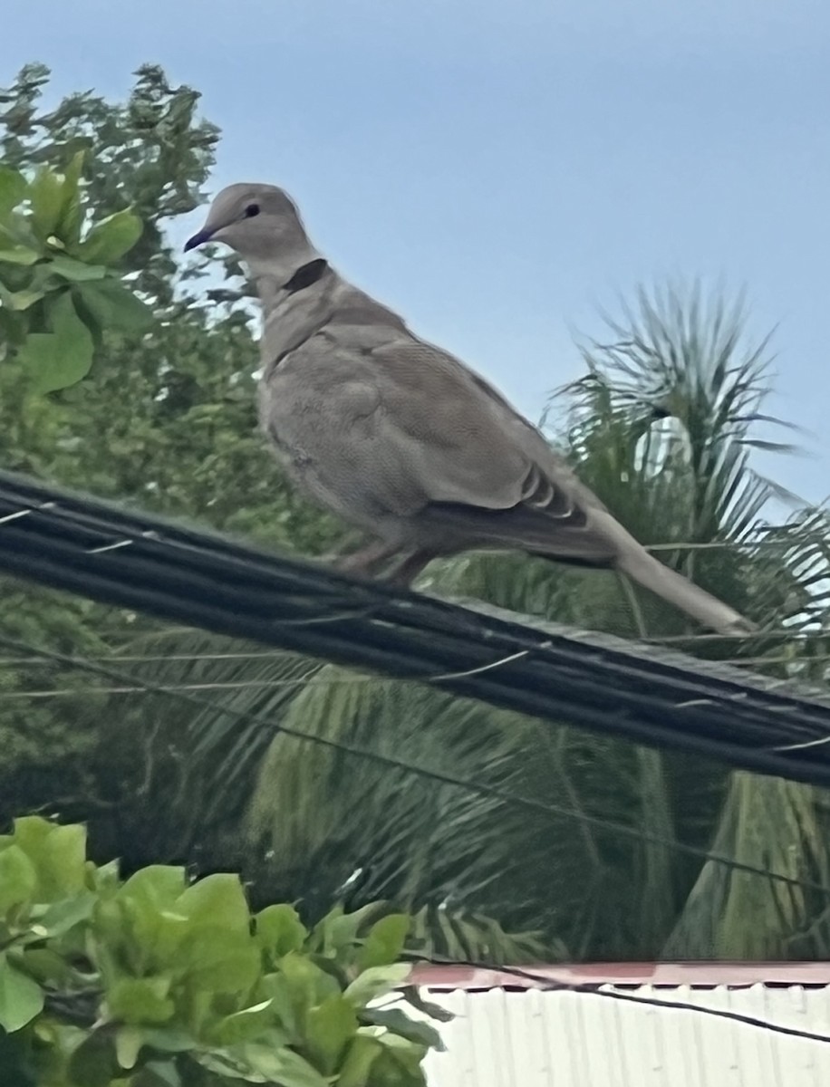 Eurasian Collared-Dove - ML638277702