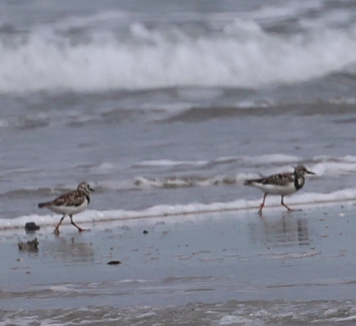 Ruddy Turnstone - ML638277707