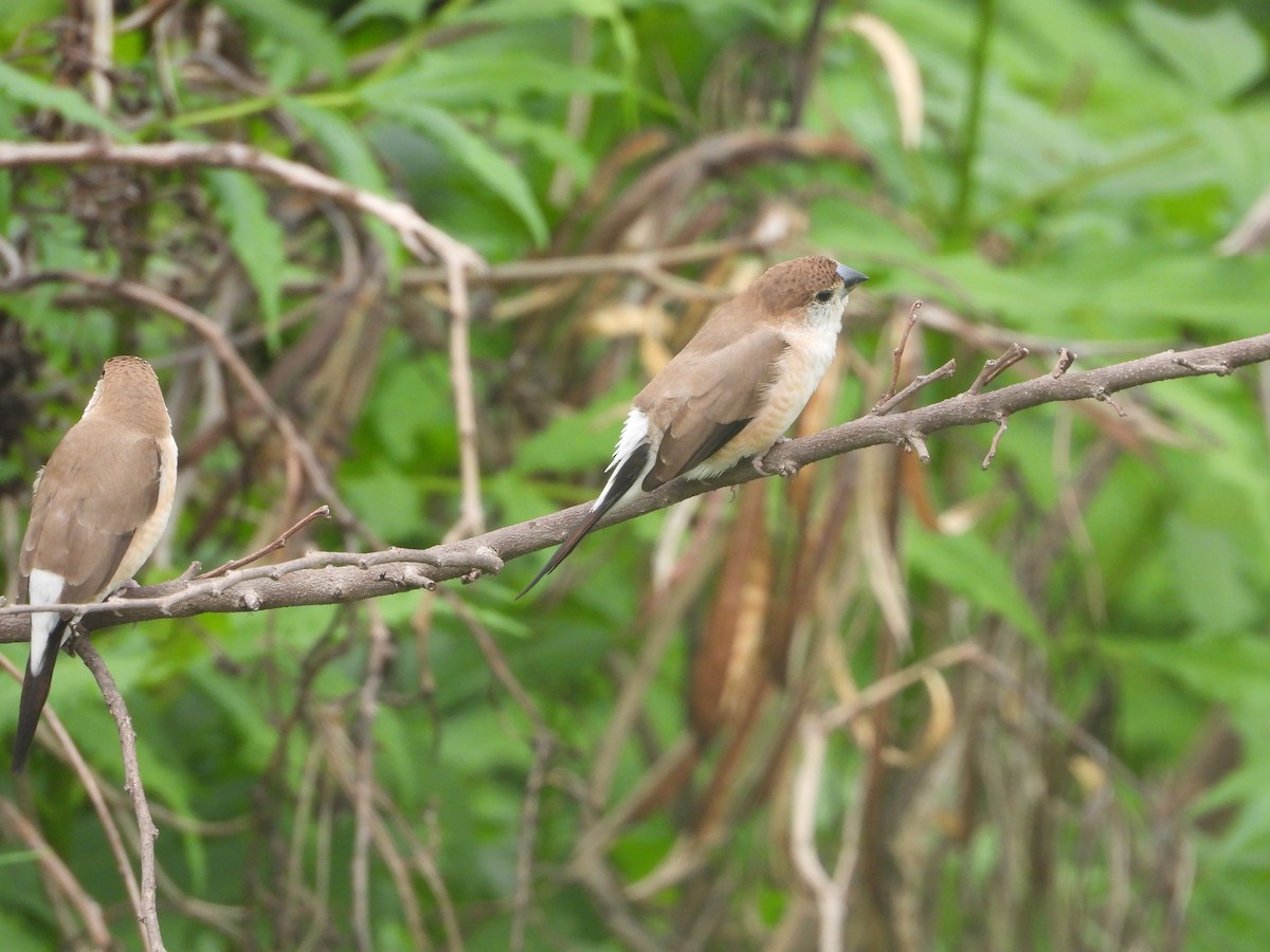 Indian Silverbill - ML638277710