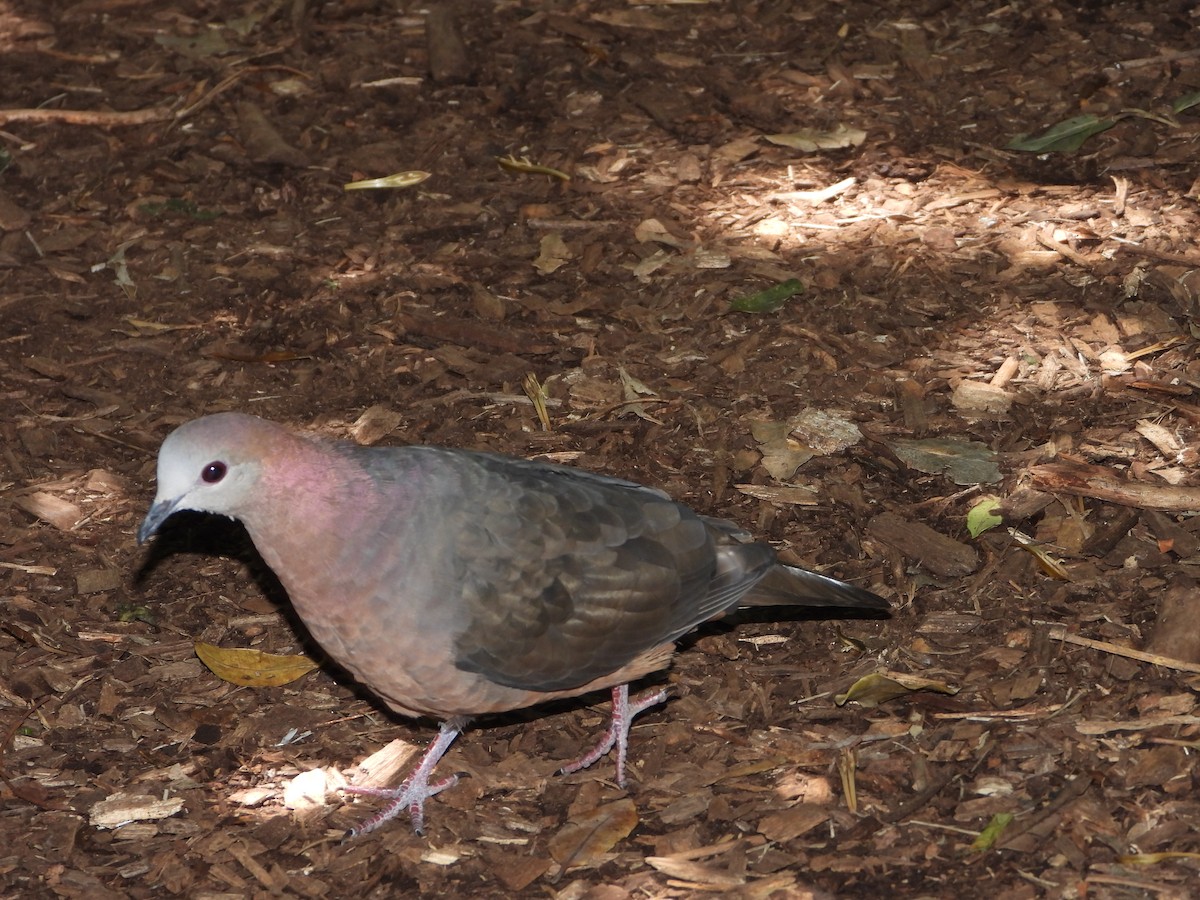 Lemon Dove (Lemon) - ML638277711