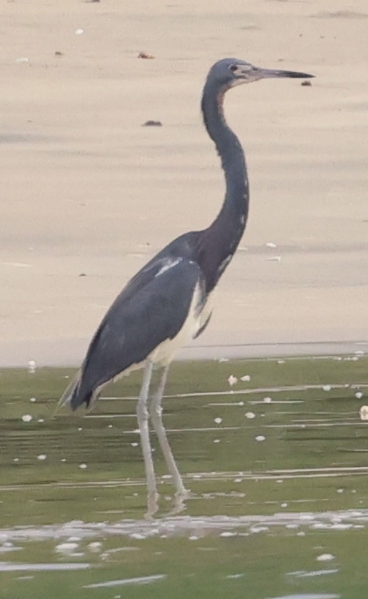 Tricolored Heron - ML638277714