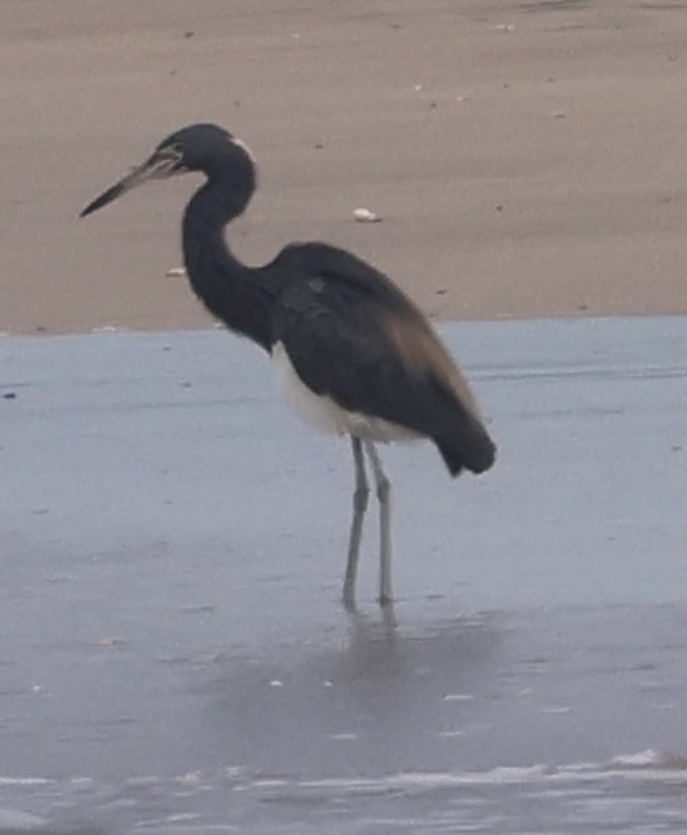 Tricolored Heron - ML638277715