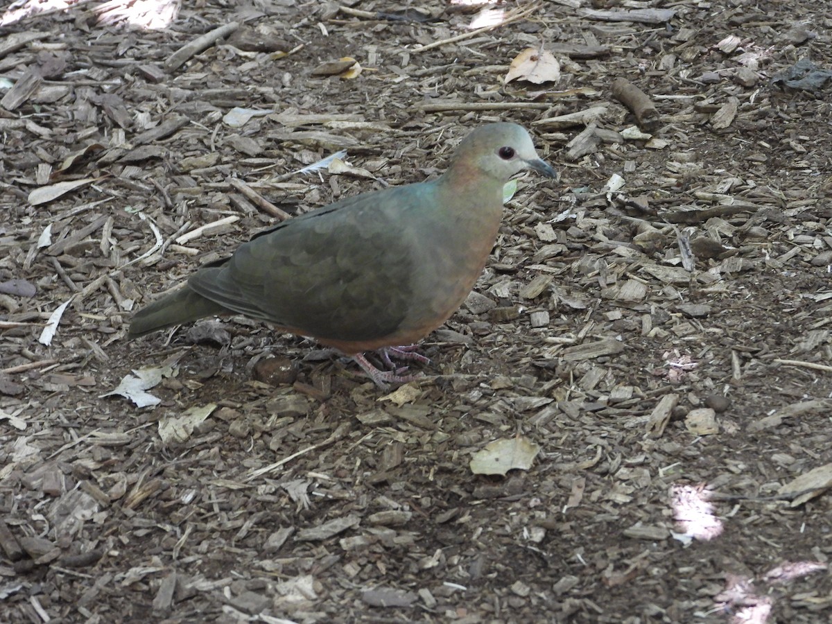 Lemon Dove (Lemon) - ML638277721