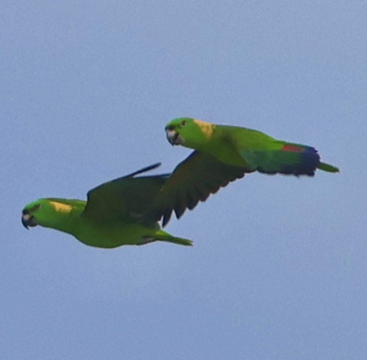 Yellow-naped Amazon - ML638277722