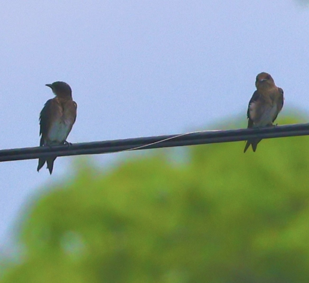 Gray-breasted Martin - ML638277723