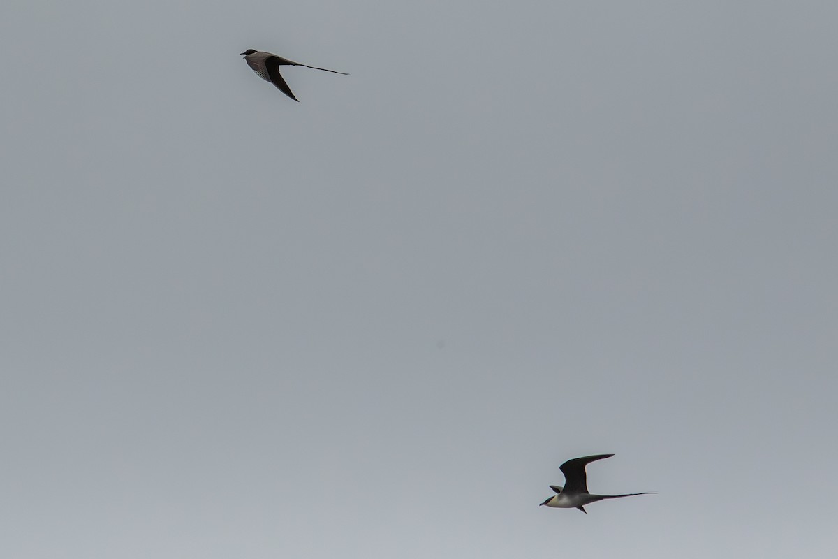 シロハラトウゾクカモメ - ML638277724