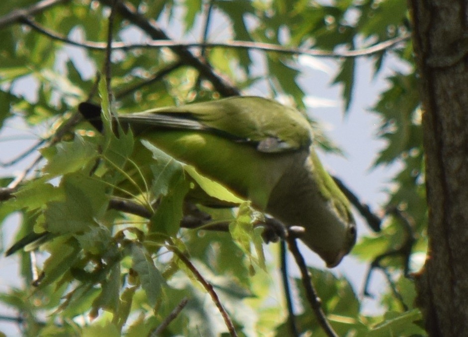 Monk Parakeet - ML638277727