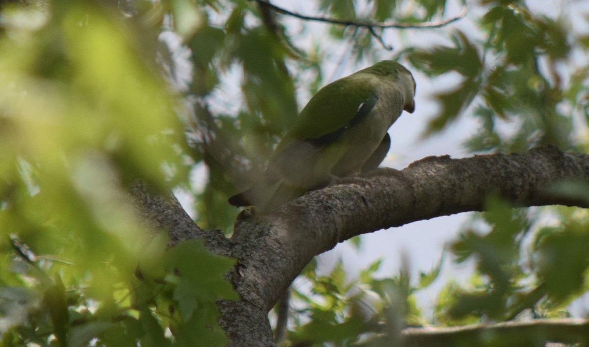 Monk Parakeet - ML638277728