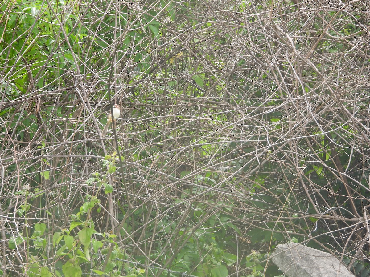 Yellow-eyed Babbler - ML638277736