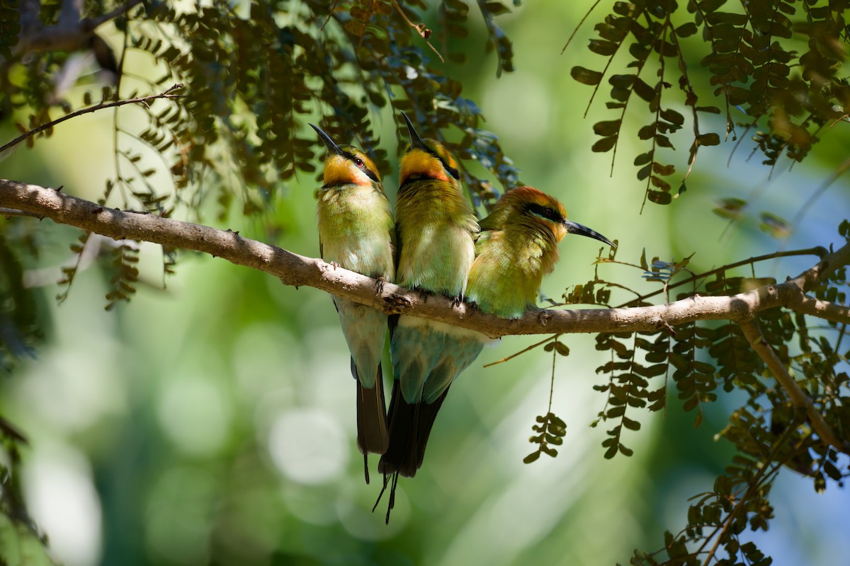 Rainbow Bee-eater - ML638277738