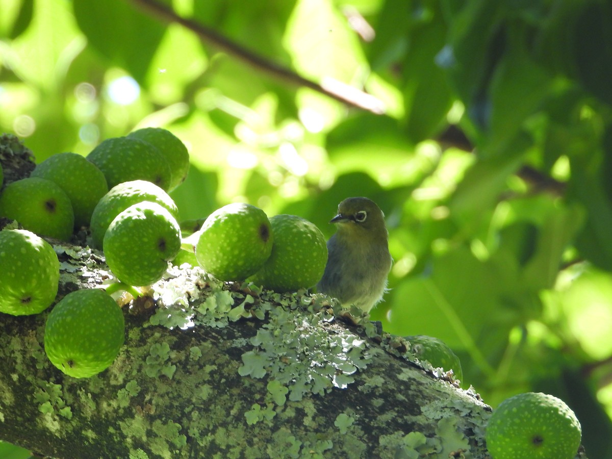 Cape White-eye (Cape) - ML638277743