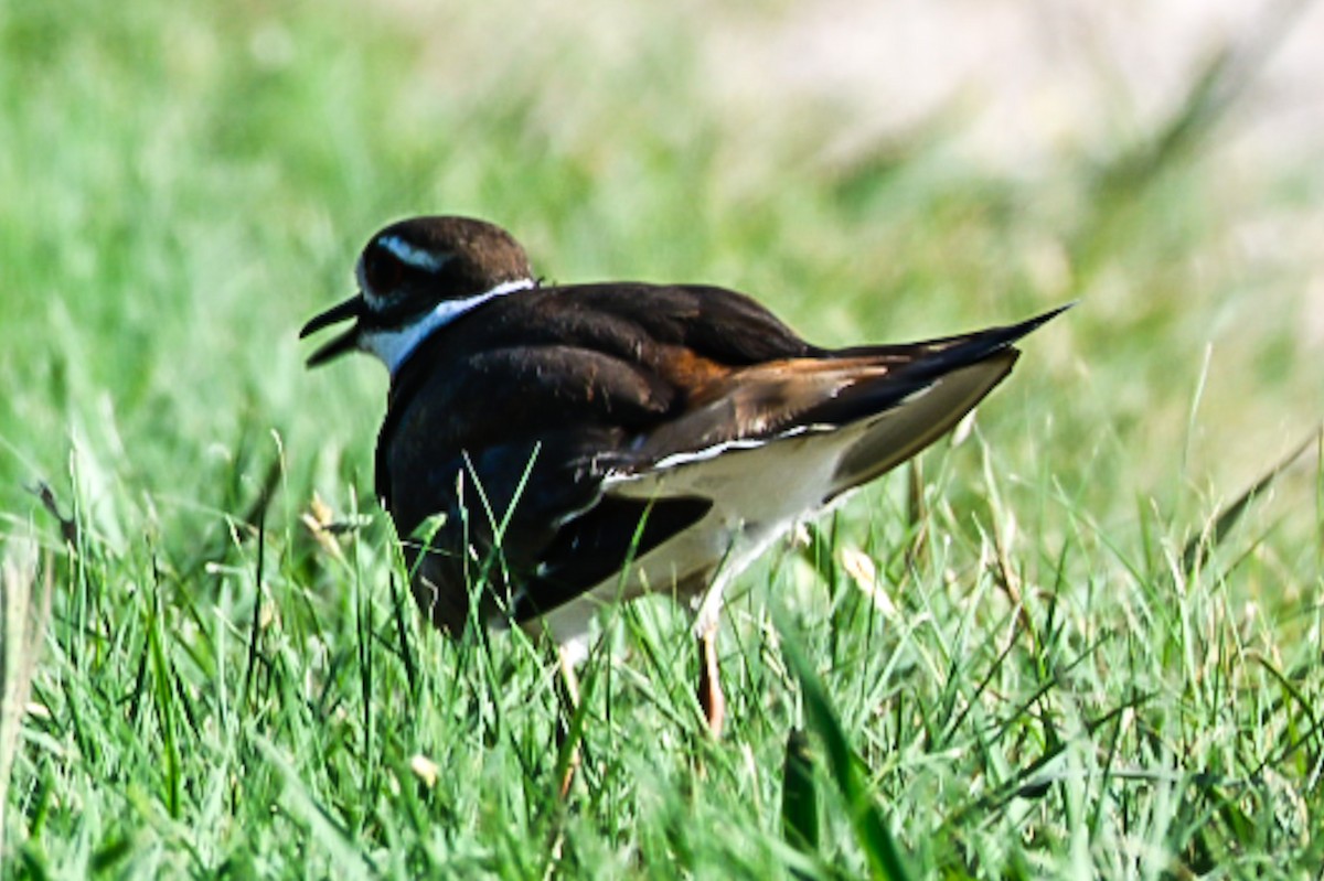 Killdeer - ML638277746