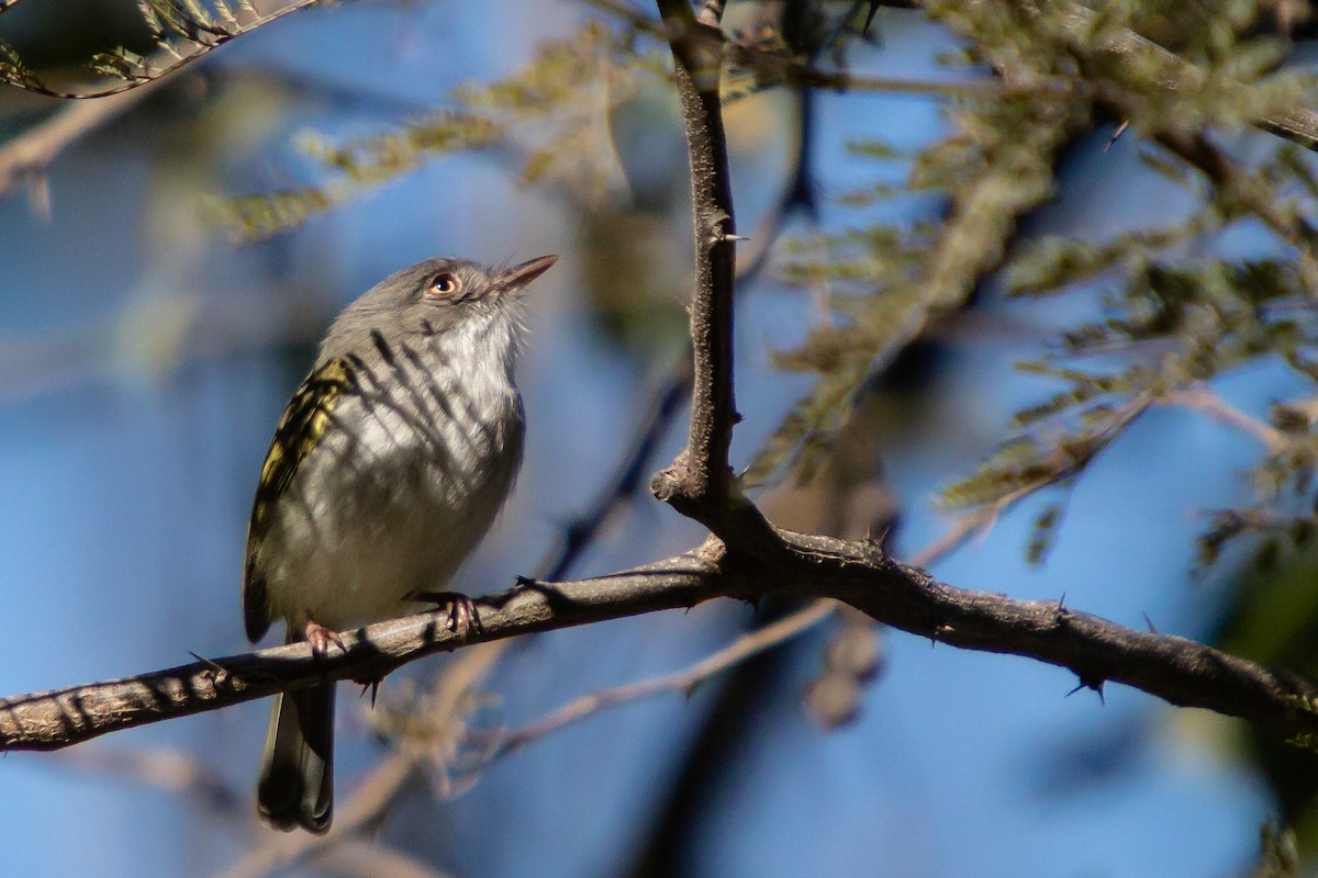 Pearly-vented Tody-Tyrant - ML638277749
