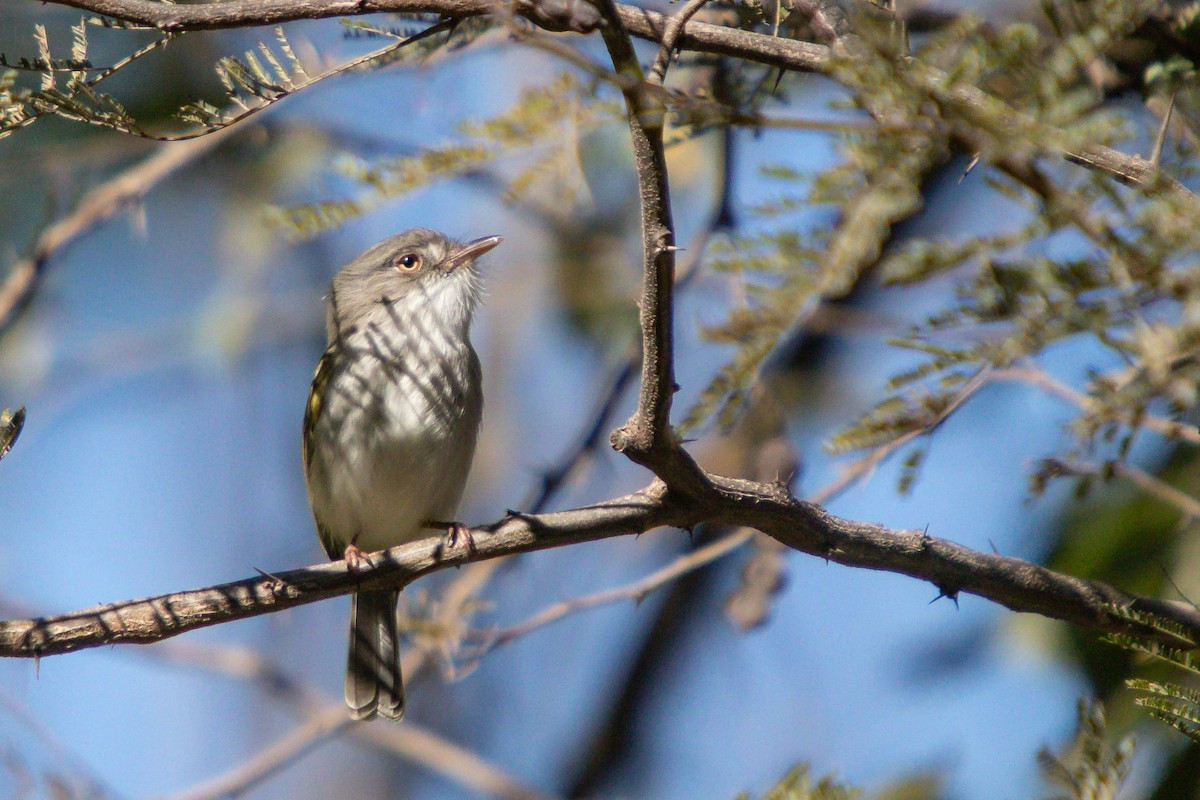Pearly-vented Tody-Tyrant - ML638277750