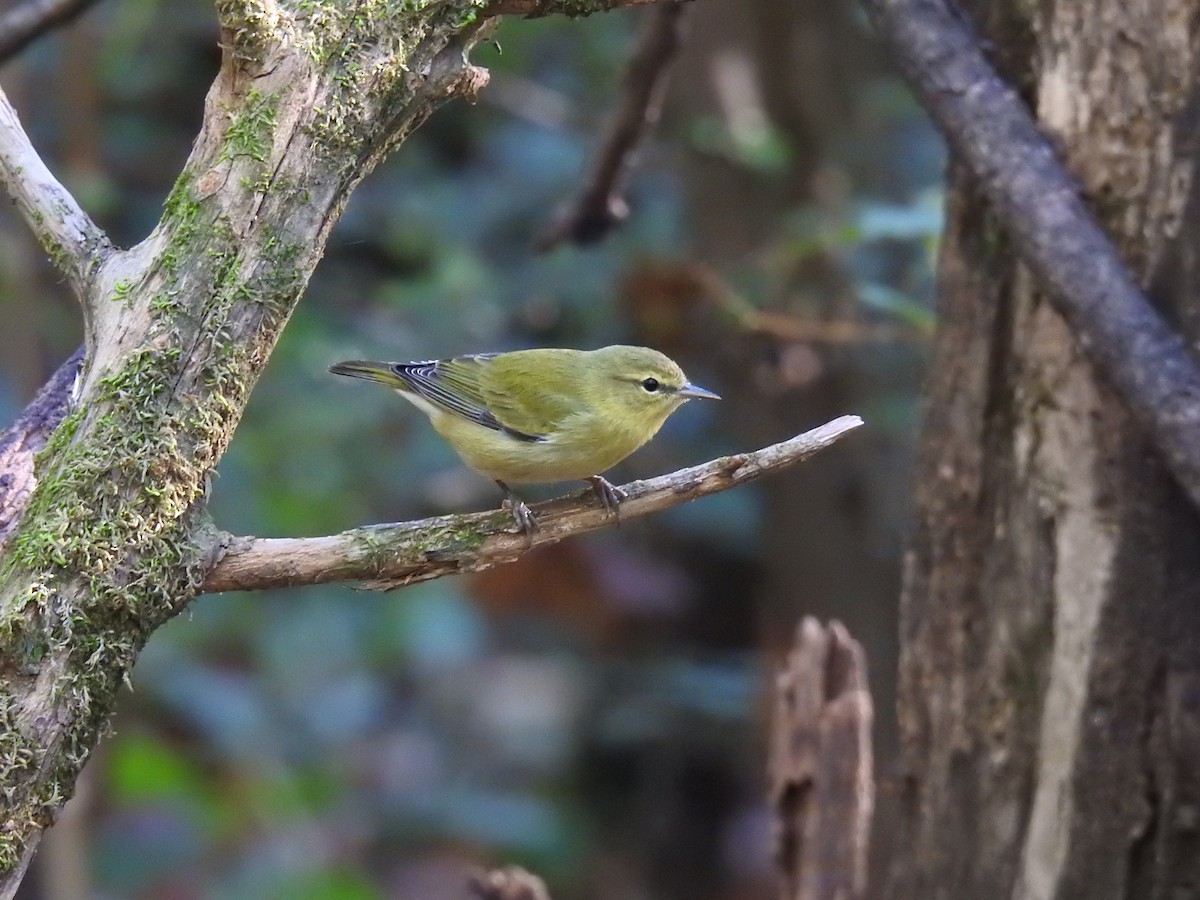 Tennessee Warbler - ML638277751