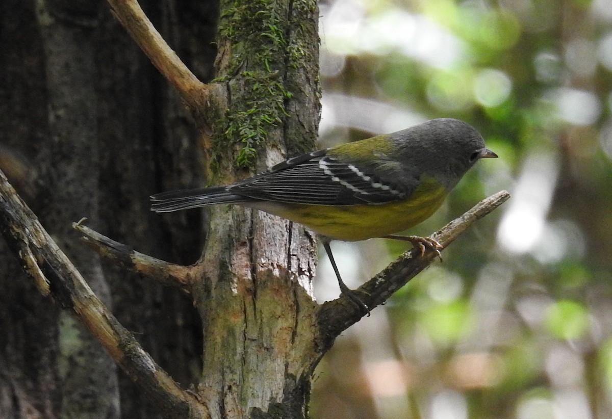 Magnolia Warbler - ML638277763