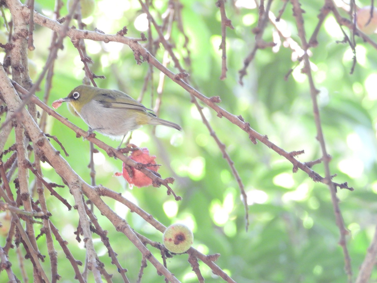 Cape White-eye (Cape) - ML638277764