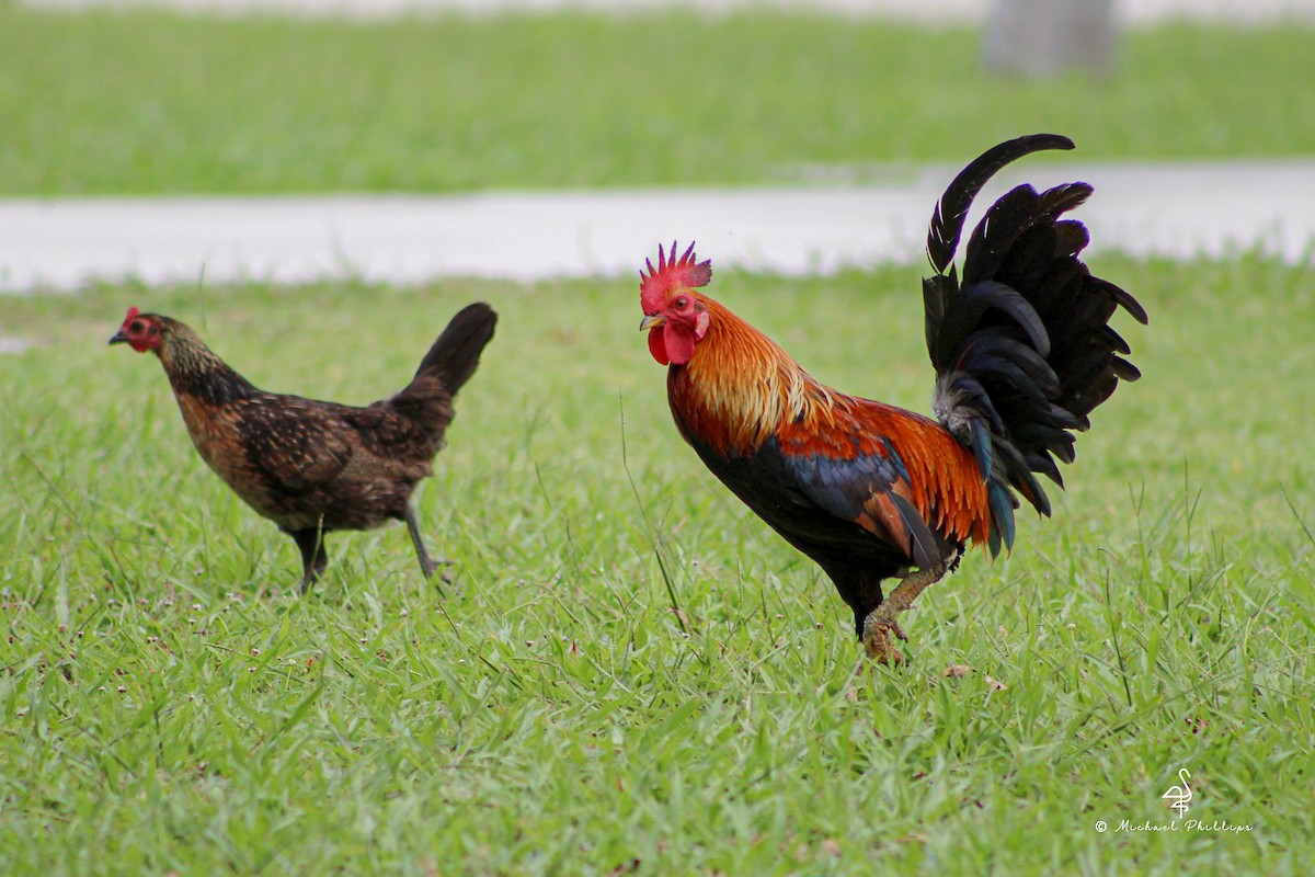 Red Junglefowl - ML638277768