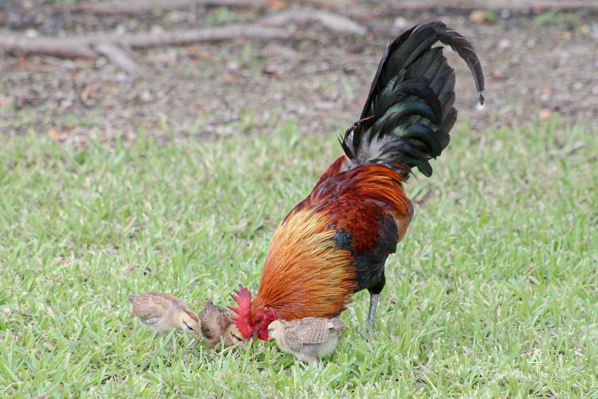 Red Junglefowl - ML638277769