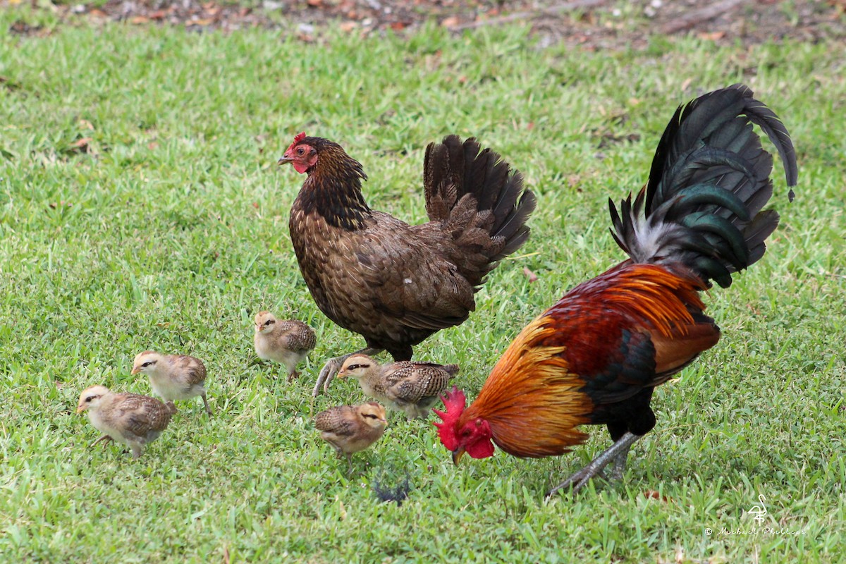 Red Junglefowl - ML638277770
