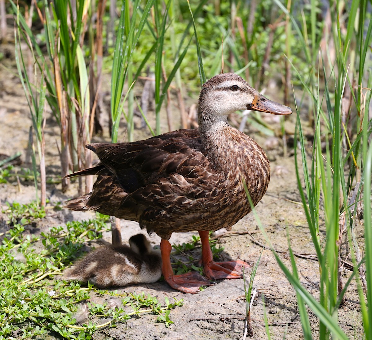 kachna pobřežní - ML638277773