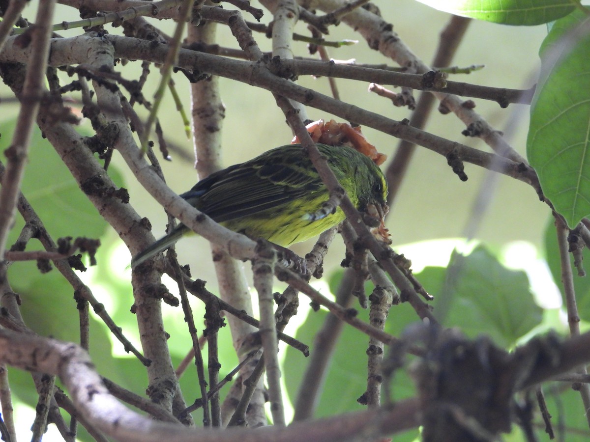 Forest Canary - ML638277775