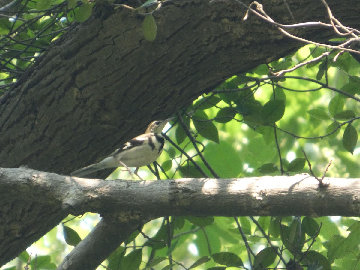 Forest Wagtail - ML638277777