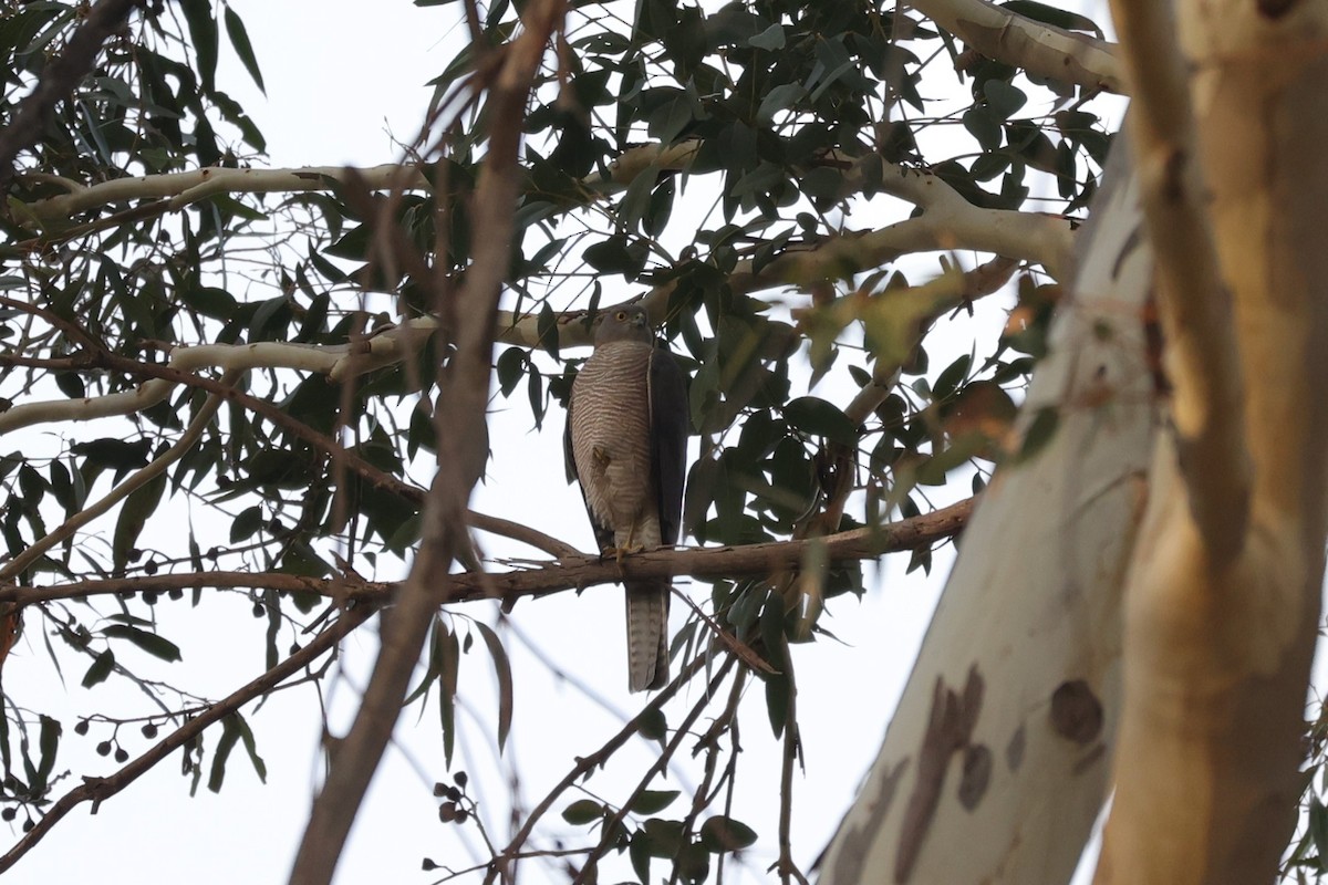 Collared Sparrowhawk - ML638277780