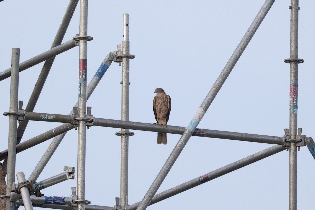 Collared Sparrowhawk - ML638277783