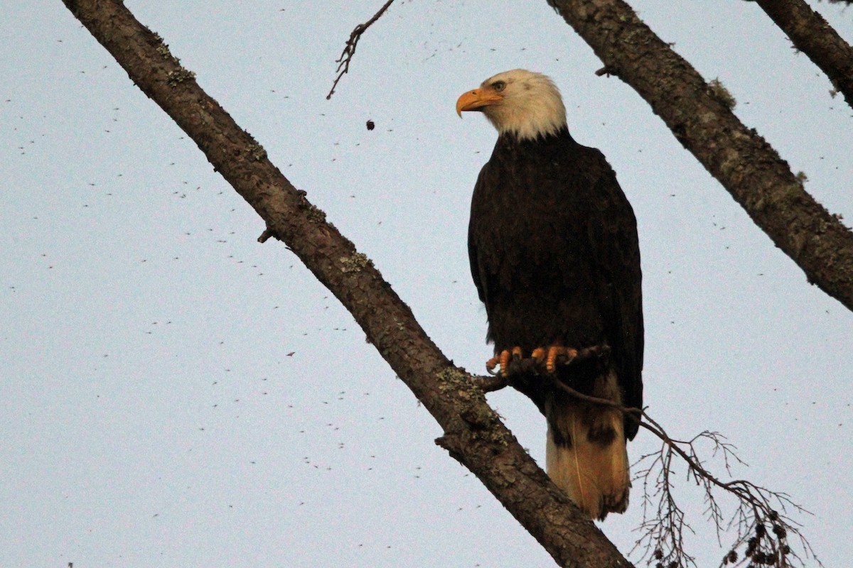 Weißkopf-Seeadler - ML638277785
